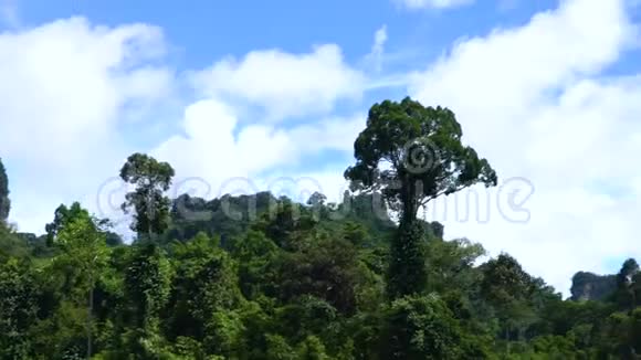 丛林中的大树顶着蓝天视频的预览图