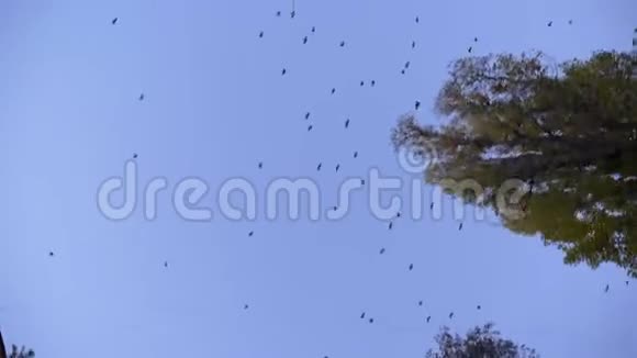 在蓝天背景下移动树木和鸟类的顶部拍摄视频的预览图