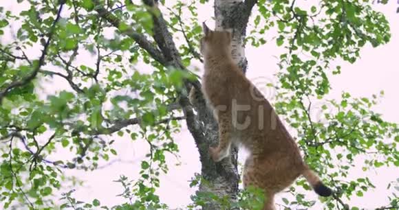 可爱顽皮的猫幼崽爬在森林里的一棵树上视频的预览图