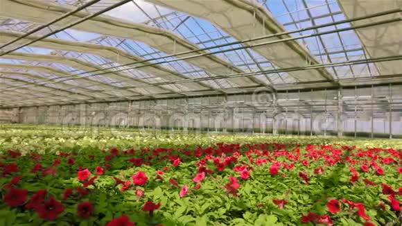用于种植花卉的大型现代化温室现代自动玻璃屋顶的温室背景视频的预览图