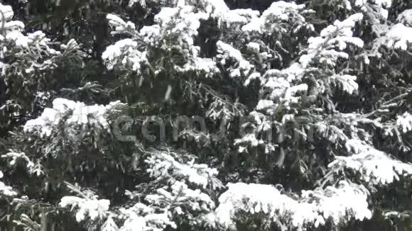 冬天的场景大雪视频的预览图