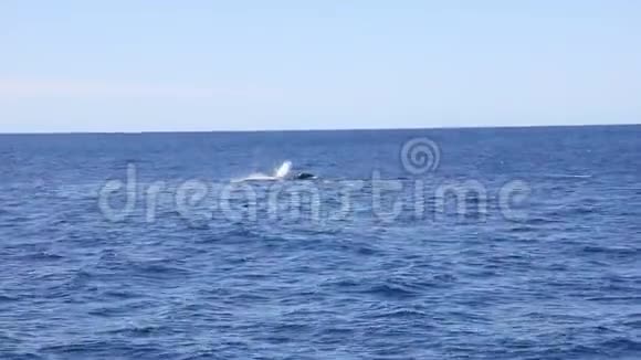 鲸鱼在太平洋的水面上挥舞着鳍视频的预览图