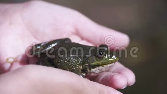 绿色青蛙坐在孩子们手里慢动作视频的预览图