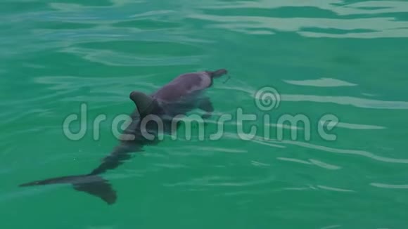 漂浮在水中的瓶装海豚视频的预览图