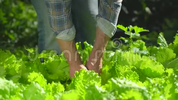 男农检查花园中鲜绿生菜色拉的品质收获农业天然有机视频的预览图