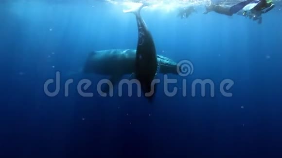 一群潜水员靠近座头鲸妈妈和幼犊水下的海洋视频的预览图