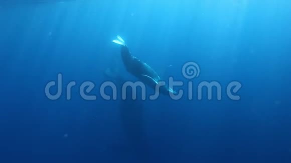 在太阳光线的背景下座头鲸妈妈和小牛接近潜水员视频的预览图