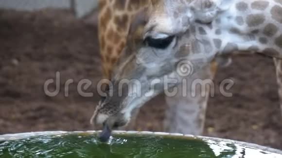 动物园里的长颈鹿正以水井的形式从水库里喝水动作缓慢泰国视频的预览图