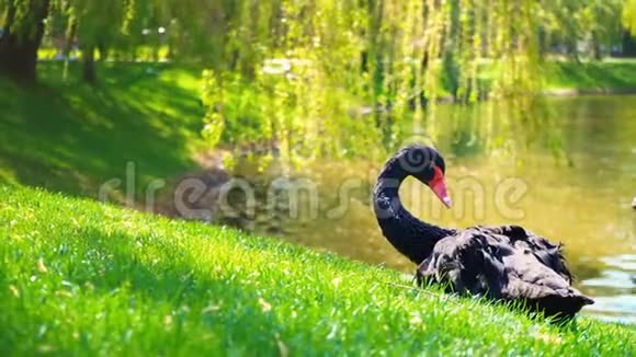 一只红嘴的黑天鹅独自坐在城市公园池塘边的绿草上4K视频的预览图