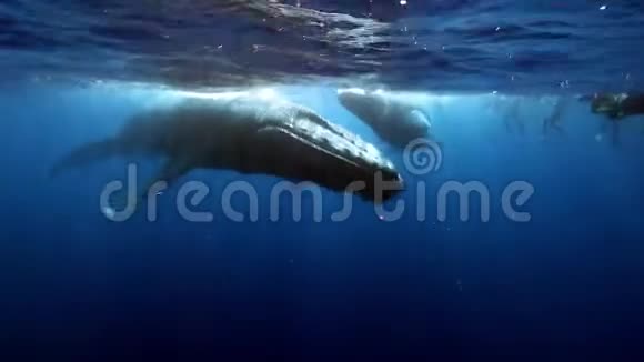 一群潜水员靠近座头鲸妈妈和幼犊靠近水面视频的预览图