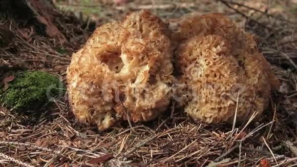 森林中的食用蘑菇麻雀脆饼一个女人在采蘑菇视频的预览图