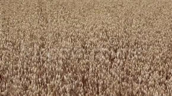 燕麦作物的一片田地视频的预览图