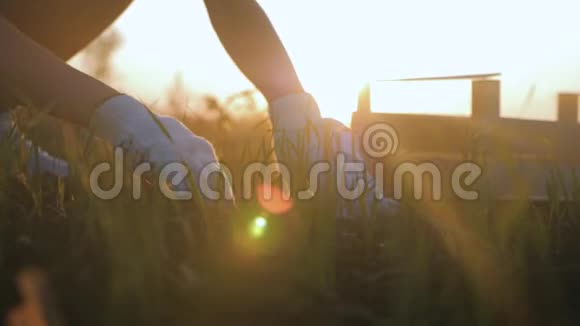 农民上午在田间劳作手捧栽培植物的叶子手握一堆可耕地视频的预览图