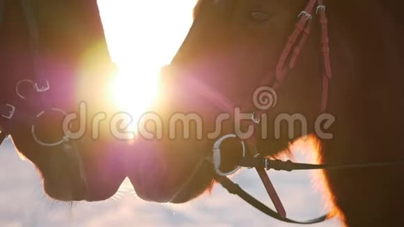 两匹漂亮的马为相机拍照一匹马在日落的冬季与一辆骑士特写慢动作视频的预览图