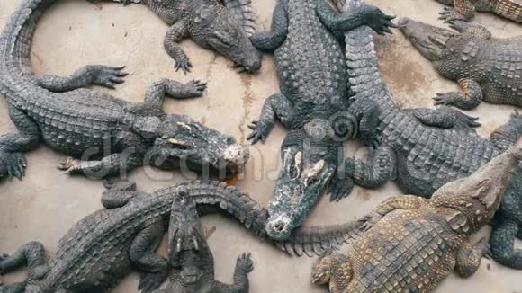 地上许多鳄鱼谎言的俯视图鳄鱼农场泰国亚洲视频的预览图