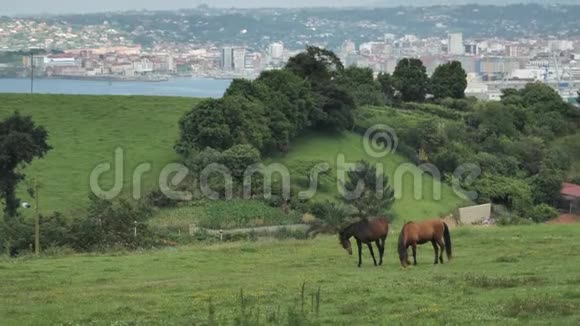 一群动物在绿色的田野里放松在艾斯图里亚斯吉戎吃草站在视频的预览图