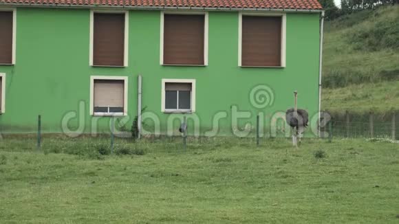 一只鸵鸟在阿斯图里亚斯的乡村散步在绿草地上的特殊地方有着斯马尔乡村建筑视频的预览图