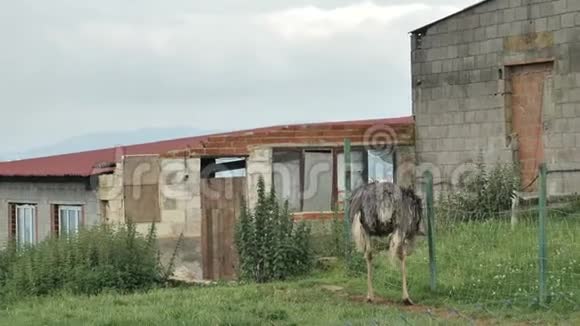 一只鸵鸟在阿斯图里亚斯的乡村散步在绿草地上的特殊地方有着斯马尔乡村建筑视频的预览图