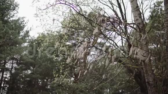 四月的春天树枝上戴着耳环在风中摇曳视频的预览图