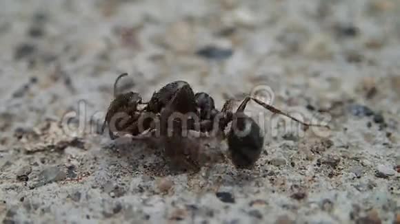 蚂蚁和半只蚂蚁打架视频的预览图