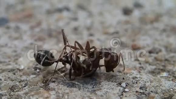 半只蚂蚁打架视频的预览图