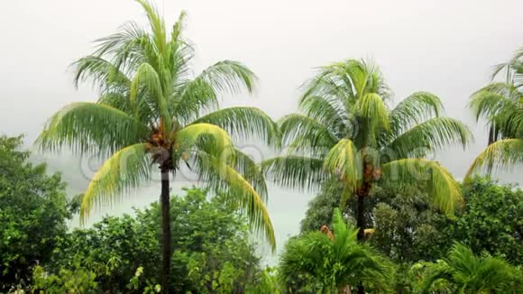 塞舌尔赤道的热带雨雨和风中的棕榈枝视频的预览图