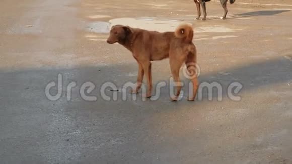 城街的无家可归的狗流浪狗走在街上行人走来走去视频的预览图