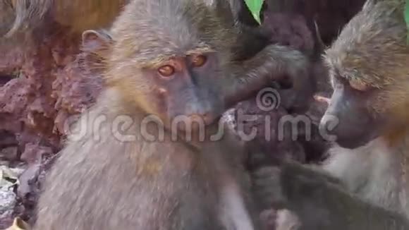 狒狒夫妇打扫卫生视频的预览图
