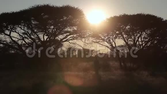 一个人在纳米比亚的大草原上打猎视频的预览图