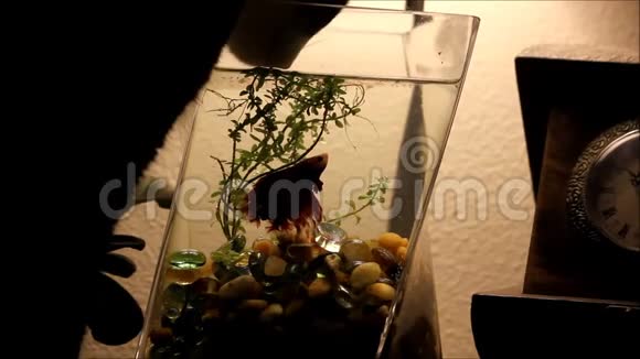 暗室里的黑猫从鱼缸里喝视频的预览图