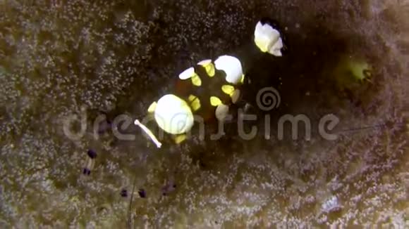 蓝贝海峡苏拉威西的孔雀尾玻璃虾仁虾仁臀肌视频的预览图