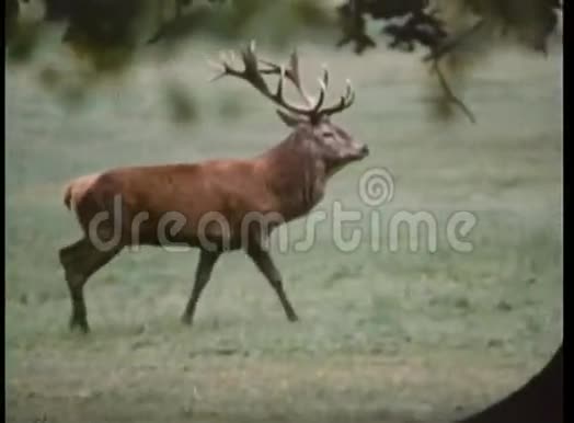鹿在田野里散步视频的预览图