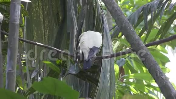 澳大利亚白头鸽在棕榈叶枝上栖息视频的预览图