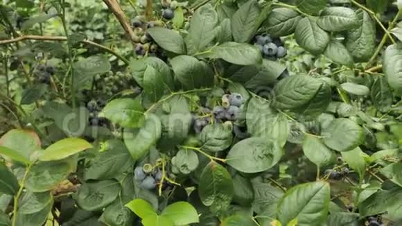 4个新鲜的蓝莓灌木充满了浓香可口的深紫色大浆果视频的预览图