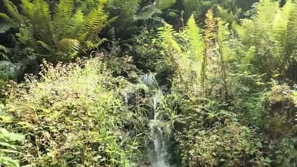 4k小瀑布在国家自然公园中覆盖绿色植物树叶和尝试视频的预览图