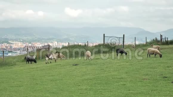 一群动物在绿色的田野里放松在艾斯图里亚斯吉戎吃草站在视频的预览图
