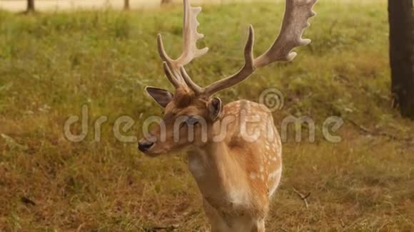 美丽的野生动物斑点鹿在大自然的背景上有角日本鹿视频的预览图