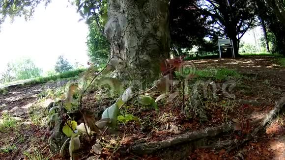 安静的花园树枝在风中视频的预览图