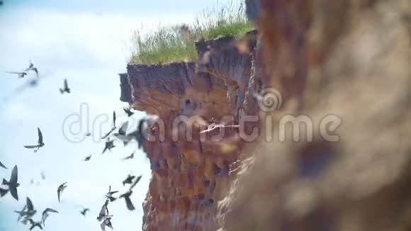 在阳光明媚的日子里燕子绕着悬崖飞行视频的预览图