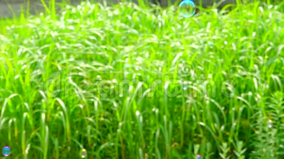 雨滴落夏园背景绿草草坪浇水花卉植物开花植物花园视频的预览图