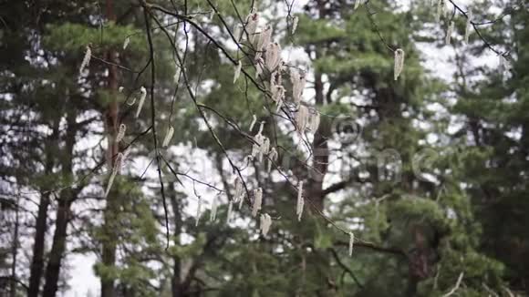 四月的春天树枝上戴着耳环在风中摇曳视频的预览图