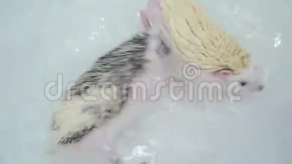 精力充沛的宠物驯养刺猬在白色浴缸里游泳视频的预览图