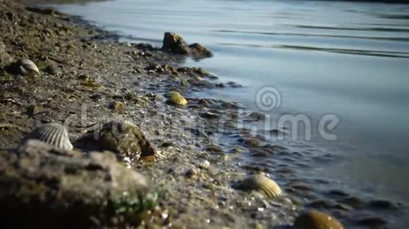 河豚Gammarus在岸边的边缘在河口的边缘利曼视频的预览图