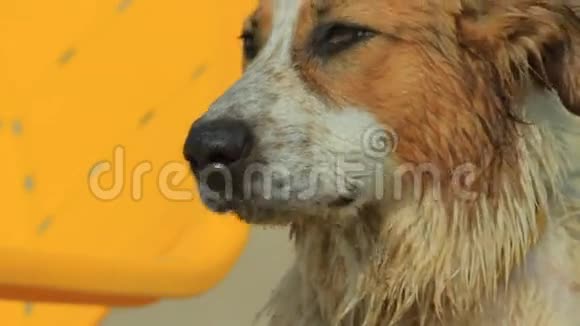 海滩上的可怜的狗视频的预览图