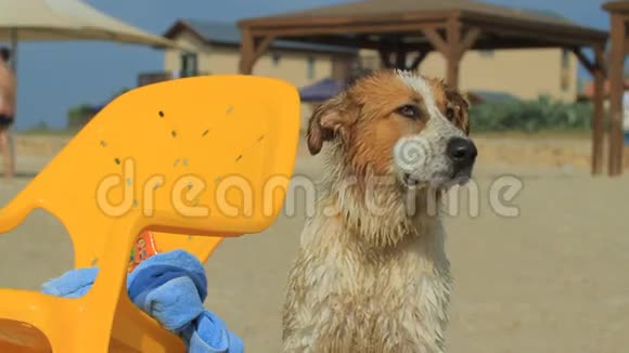 海滩上的可怜的狗视频的预览图