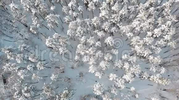 空中无人驾驶飞机观看白色南瓜和杉树视频的预览图