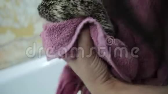 女性手臂在浴缸中游泳后用毛巾擦干宠物刺猬视频的预览图