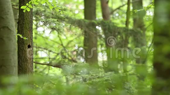 可爱的大斑点啄木鸟主要在巢中喂养它的后代绿林树叶背景视频的预览图