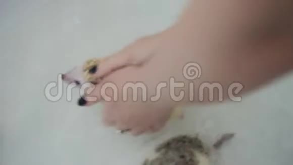 可爱的宠物驯养刺猬在白色浴缸里游泳视频的预览图