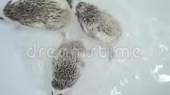 很少有宠物驯养的刺猬在白色浴缸里游泳视频的预览图